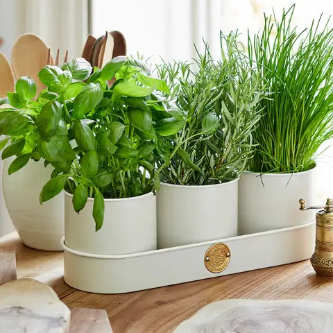 Sophie Conran - Herb Pots Buttermilk