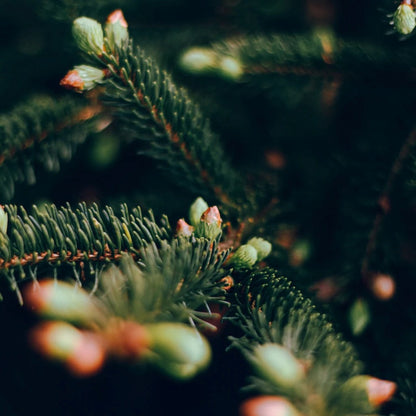 Sacred Forest Scented Christmas Tealights